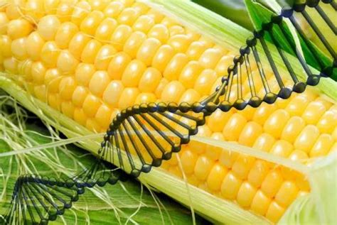 37个转基因玉米品种过审