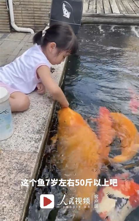 5岁女孩鱼池边喂50斤胖锦鲤