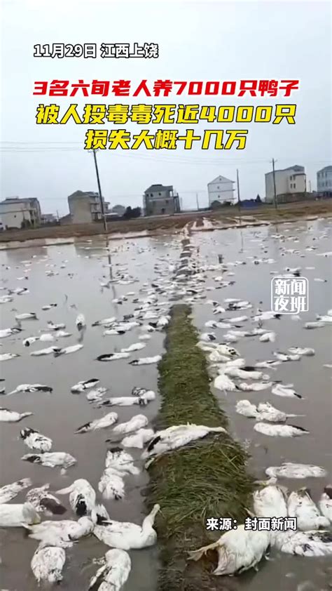 5000只鸭子被毒死后续
