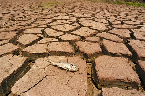 58年自然旱灾导致多少人死亡
