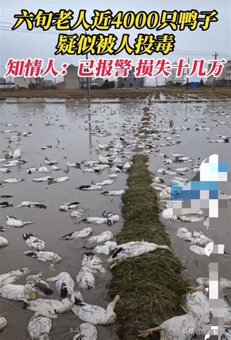 6旬老人4000只鸭子疑似被人投毒