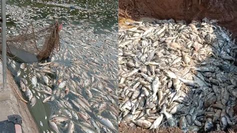 8万斤鱼死于交通后续