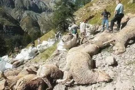 90多只山羊集体跳崖坠亡