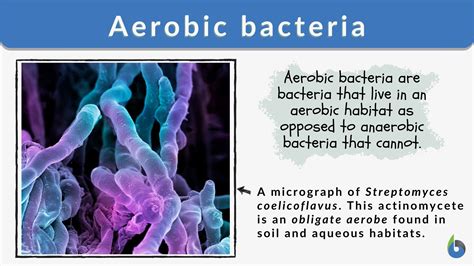 aerobic bacteria