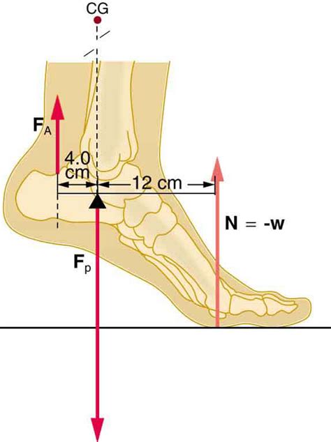 ankle force