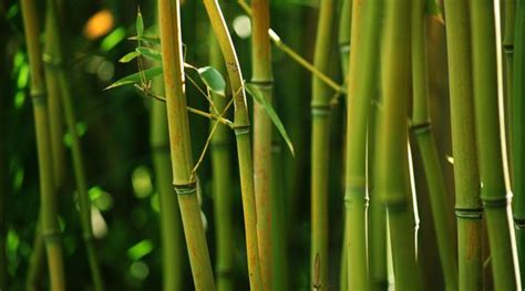 bamboo是竹子为什么复数加s