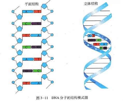 dna分子是由一条长链盘旋而成的规则的双螺旋结构