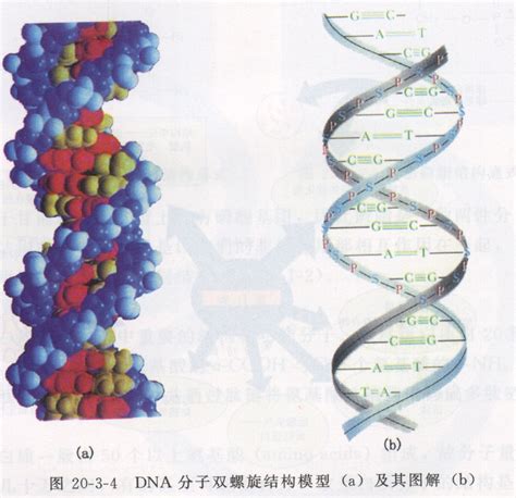 dna分子的结构内容