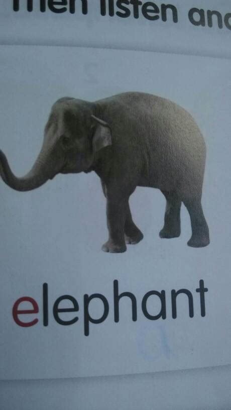 elephant怎么读