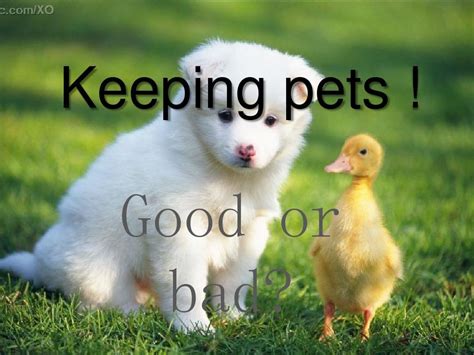 keep pets作文