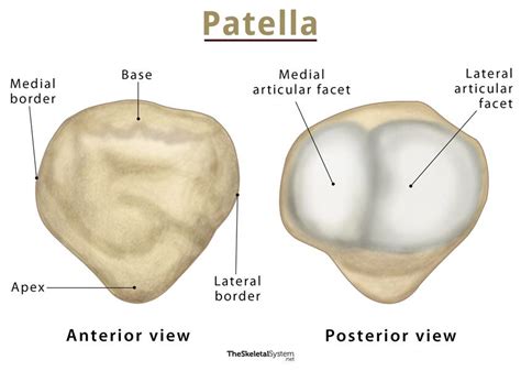 patella bone