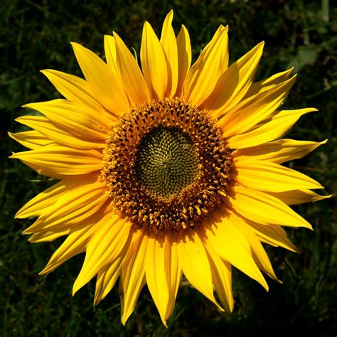 picture of sunflower