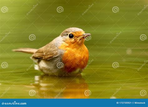 robin can swim