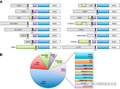 ros1融合基因突变类型