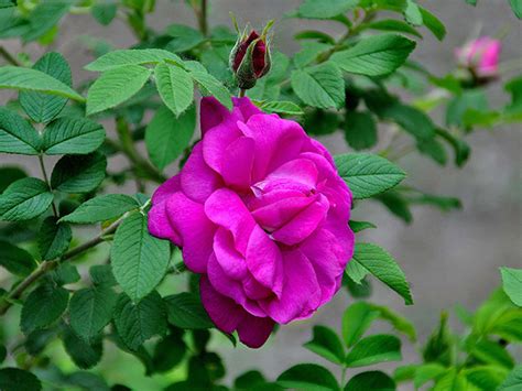 rose花刺